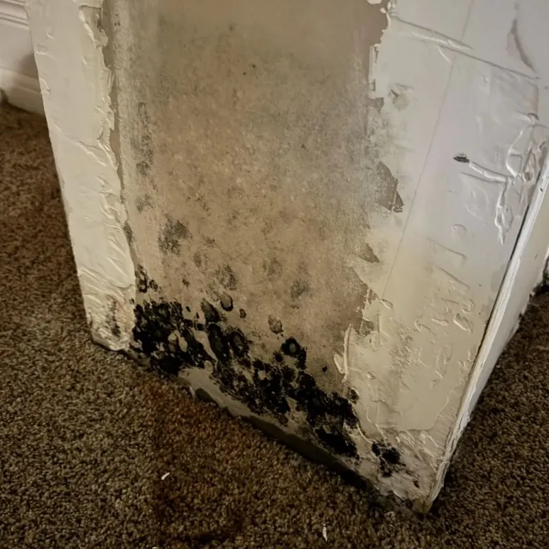 Professional Mold Removal in Rome, ME